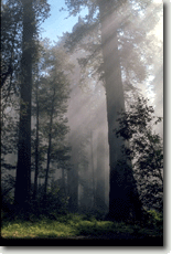 Redwood Tree